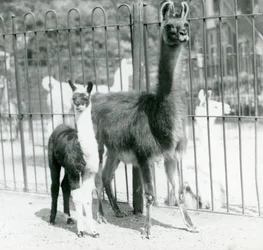 En baby Lama eller Cria med sin mor i London Zoo, august 1923 (bw-bilde)